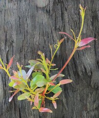 Eucalyptus obliqua