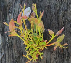 Eucalyptus obliqua