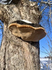 Phellinus alni