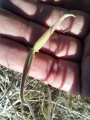 Funastrum hirtellum