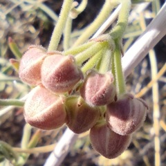 Funastrum hirtellum