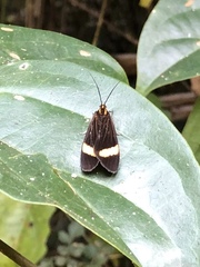 Dioptinae