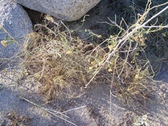 Funastrum hirtellum