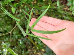 Parsonsia capsularis