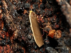 Palaeosia bicosta