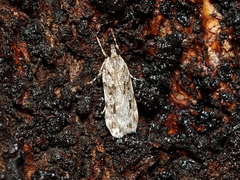 Scoparia chiasta