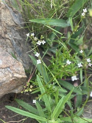 Cordylostigma virgatum