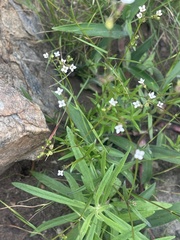 Cordylostigma virgatum