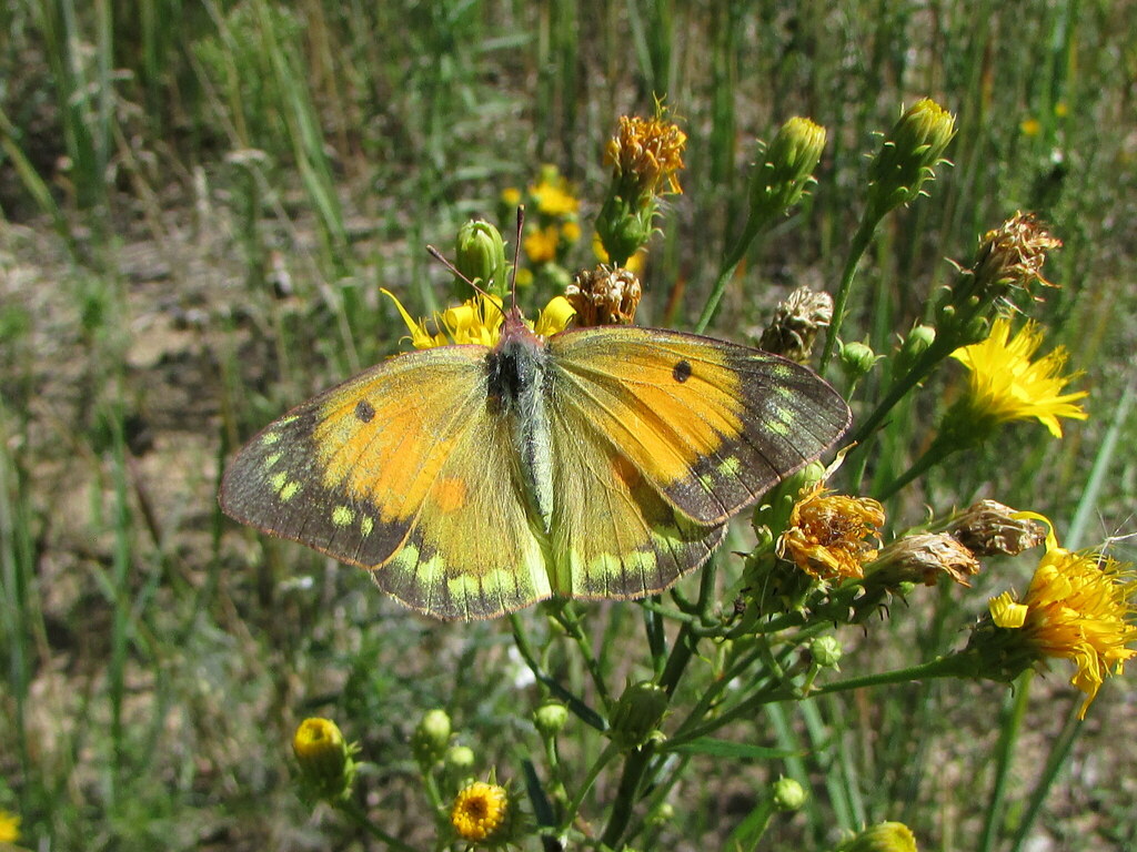 Danube Clouded Yellow from Заволжский р-н, Чебоксары, Чувашская Респ ...