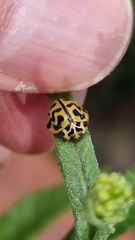 Cleobora mellyi