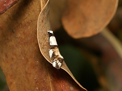 Monopis icterogastra