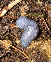 Prophysaon coeruleum