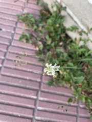 Nothoscordum gracile