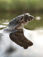 Fejervarya kawamurai