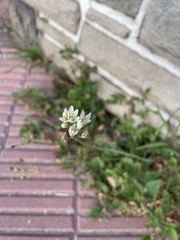 Nothoscordum gracile