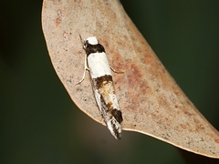 Monopis icterogastra