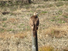 Buteo japonicus