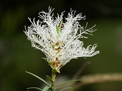 Melaleuca linariifolia