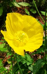Papaver cambricum