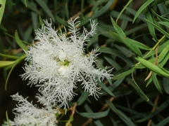 Melaleuca linariifolia