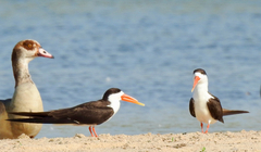 Rynchops flavirostris
