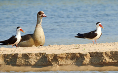 Rynchops flavirostris