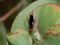 Callibracon capitator