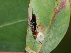 Callibracon capitator