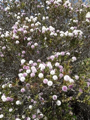 Melaleuca nesophila