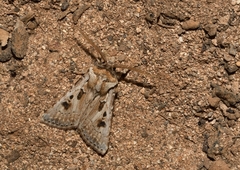 Agrotis lanzarotensis