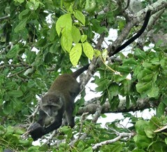 Cercopithecus mitis albogularis