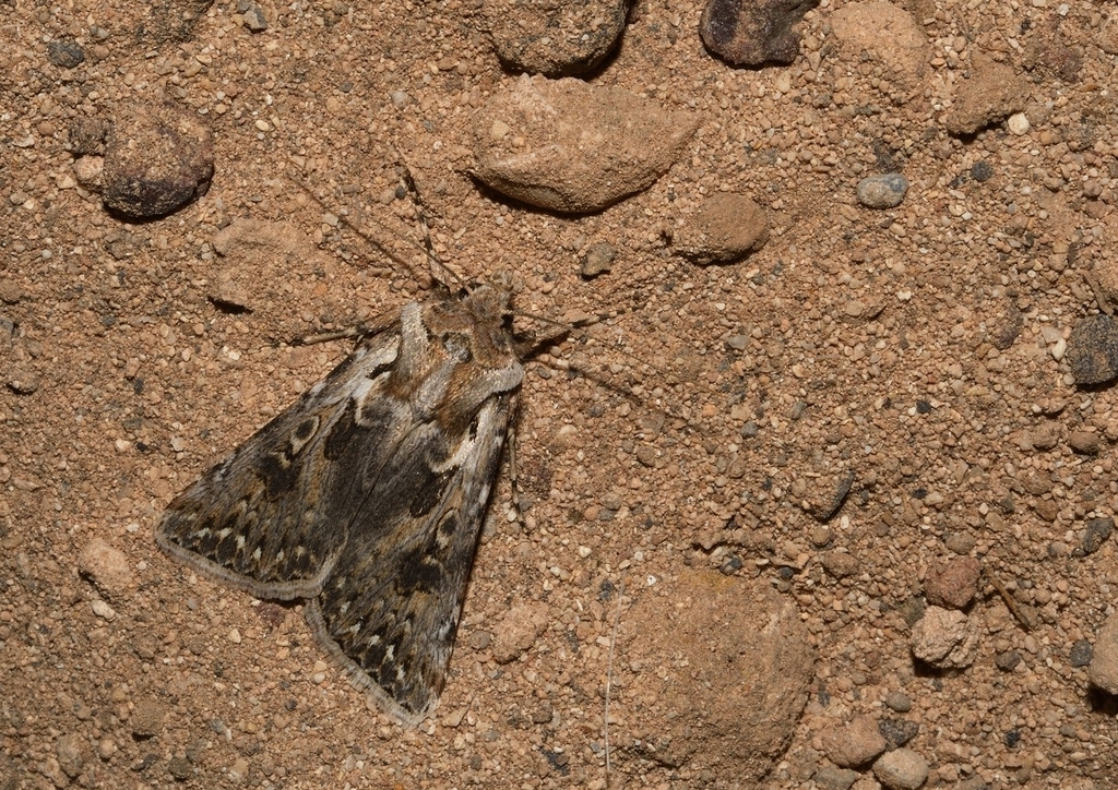 Agrotis lanzarotensis