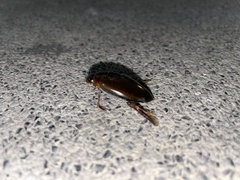 Megadytes