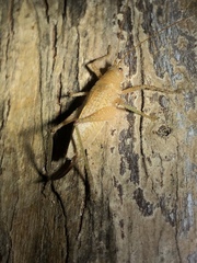 Thamnobates subfalcata