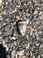 Conus lividus