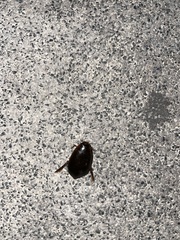 Megadytes