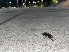 Megadytes