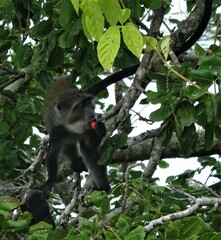 Cercopithecus mitis albogularis