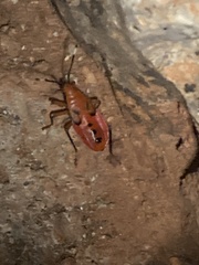 Pyrrhocoridae