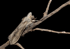 Cucullia syrtana