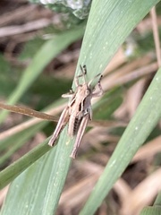 Phaulacridium marginale