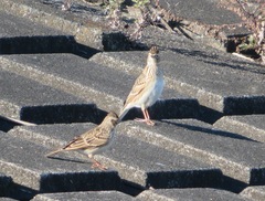 Alauda arvensis japonica