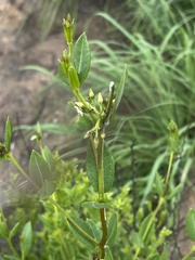 Cryptolepis oblongifolia
