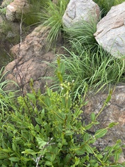 Cryptolepis oblongifolia