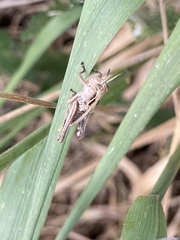 Phaulacridium marginale