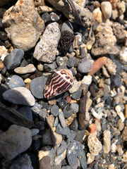 Conus chaldaeus