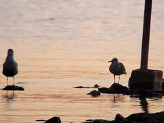 Leucophaeus atricilla