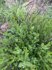Cryptolepis oblongifolia
