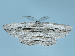 Scioglyptis loxographa