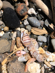 Gastropoda